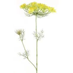 Countryfield Heracleum Sphondylium Geel