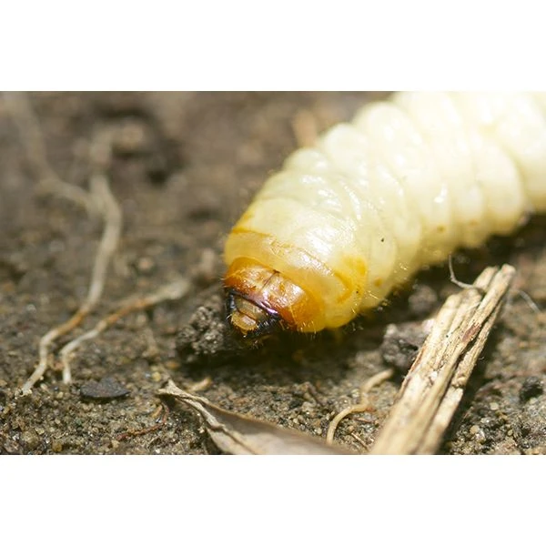 Ecostyle Aaltjes Tegen Larven Taxus-kever L 100 M² - Image 2