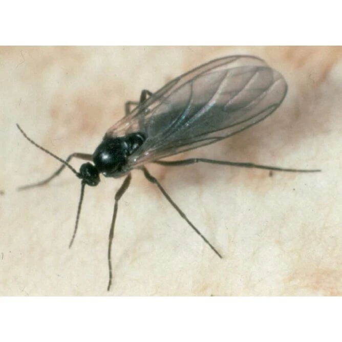 Ecostyle Aaltjes Tegen Varenrouwmug 50 M² - Image 2