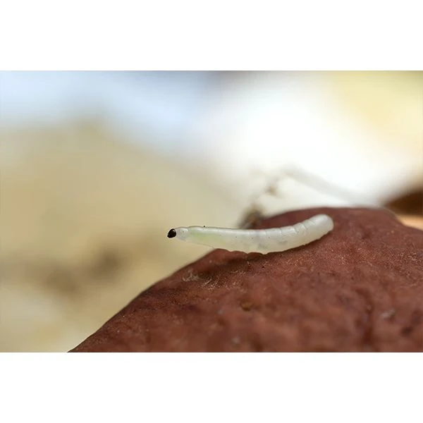 Ecostyle Aaltjes Tegen Varenrouwmug 50 M² - Image 3