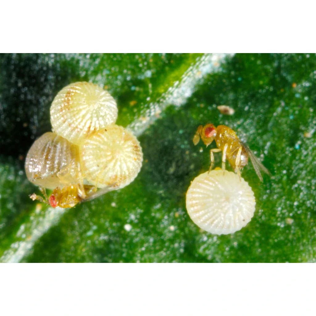 Ecostyle Sluipwespen Tegen Eitjes Van Motten - Image 2