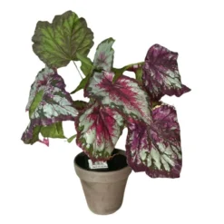 Mica Begonia Rood