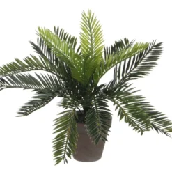 Mica Cycas Palm Groen