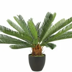 Mica Cycas Revoluta S Groen 72 Cm