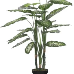 Mica Dieffenbachia 100 Cm Groen