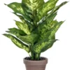 Mica Dieffenbachia Groen
