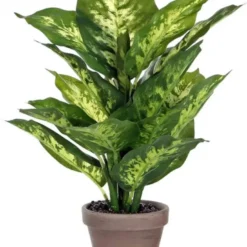 Mica Dieffenbachia Groen