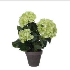 Mica Hortensia In Pot Groen