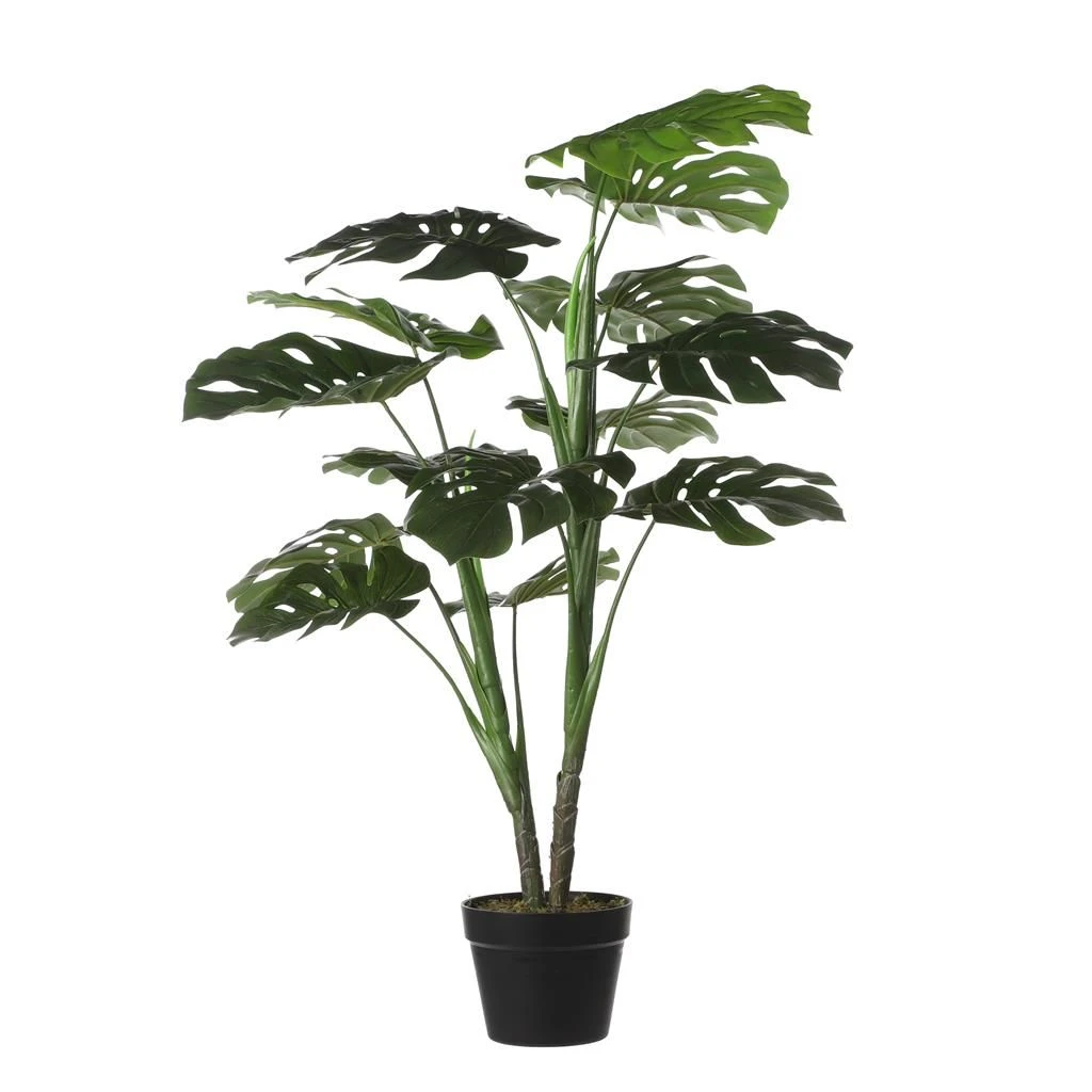 Mica Monstera In Pot Groen