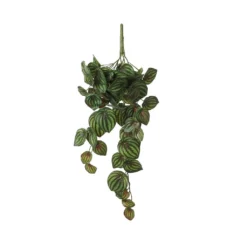 Mica Peperomia Hang Plant Groen