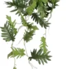 Mica Philodendron Selloum Hang Groen