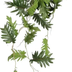 Mica Philodendron Selloum Hang Groen