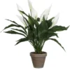 Mica Spathiphyllum Wit