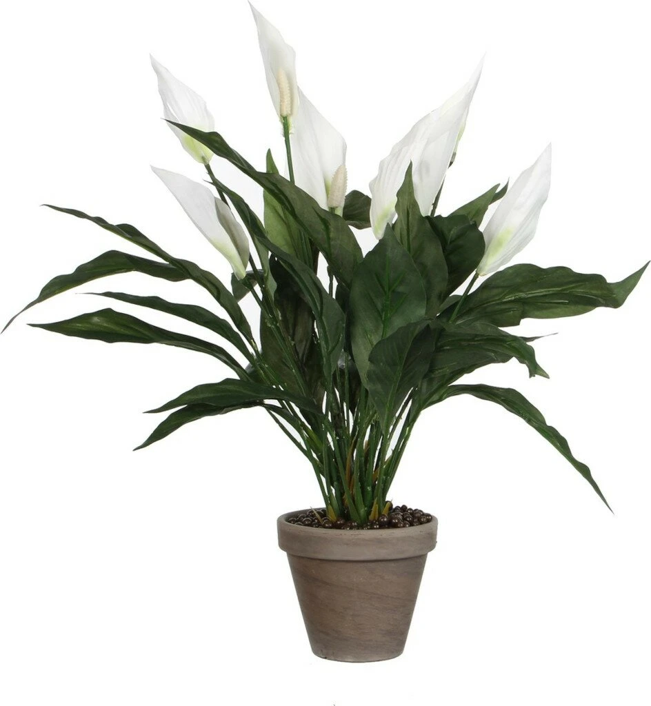 Mica Spathiphyllum Wit